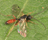Phygadeuon sp.