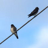 Ridgway's Rough-winged Swallow - Stelgidopteryx ridgwayi