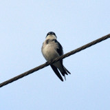 Mangrove Swallow - Tachycineta albilinea