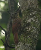 Ivory-billed Woodcreeper - Xiphorhynchus flavigaster