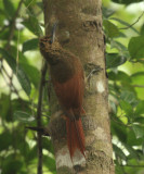 Northern Barred Woodcreeper - Dendrocolaptes certhia
