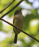 Northern Bentbill - Oncostoma cinereigulare