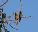 Olive-throated Parakeet - Aratinga nana