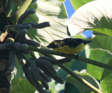 Yellow-throated Euphonia - Euphonia hirundinacea