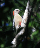 Yucatan Woodpecker - Melanerpes pygmaeus