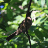 Clay-colored Robin - Turdus grayi