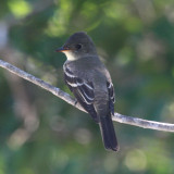 Eastern Wood Pewee - Contopus virens