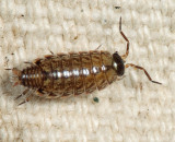 Philoscia muscorum