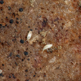 Cyphoderus similis