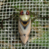 Notonecta undulata