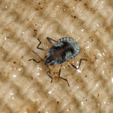 Microvelia pulchella
