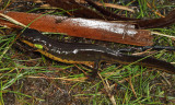 Eastern Newt - Notophthalmus viridescens