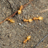 Lasius nearcticus