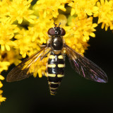 Melangyna sp.