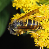 Eastern Yellowjacket - Vespula maculifrons