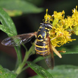 Spilomyia longicornis