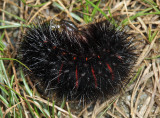 8146 - Giant Leopard Moth - Hypercompe scribonia