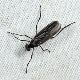Penthetria heteroptera