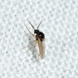 Atrichopogon sp.