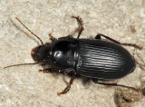 Anisodactylus harrisii