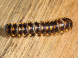 Sigmoria trimaculata