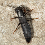 Tasgius melanarius