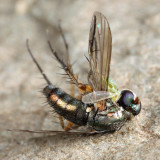 Dolichopus reflectus