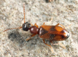 Anthicus cervinus