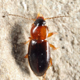 Agonoleptus thoracicus