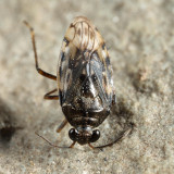 Saldula pallipes