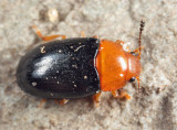 Triplax thoracica