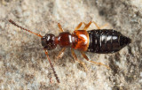 Apocellus sp.