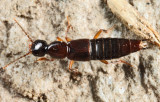 Erichsonius brachycephalus