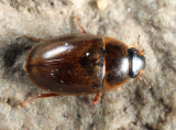 Enochrus sp.