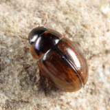 Anacaena limbata