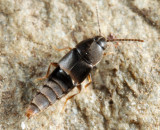 Myllaena sp.
