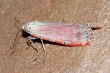 8105 -- Rattlebox Moth - Utetheisa ornatrix
