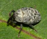 Rhyssomatus palmacollis