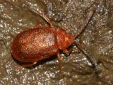 Tricholochmaea kalmiae