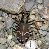 Cicindela limbalis
