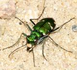Barrens Tiger Beetle - Cicindela patruela
