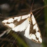 8112 -- Confused Haploa Moth -- Haploa confusa