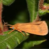 8123 - Rusty Virbia - Virbia ferruginosa