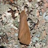 8118 - Tawny Virbia - Virbia opella