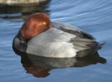 Redhead - Aythya americana (male)