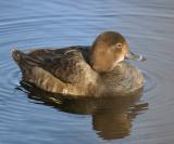 Redhead - Aythya americana (female)