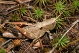 female Sprinkled Broad-winged Grasshopper - Chloealtis conspersa