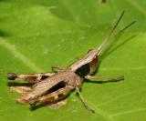 male Sprinkled Broad-winged Grasshopper - Chloealtis conspersa