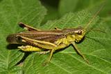Graceful Sedge Grasshopper - Stethophyma gracile