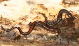 Red-backed Salamander & (Leadback) - Plethodon cinereus
